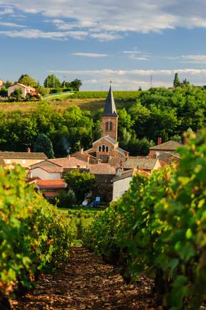 illustration : Discover the best vineyards for sale in France
