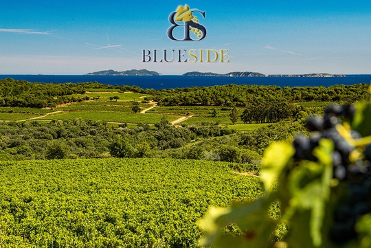 Terres viticoles : dans les coulisses du foncier vitivinicole avec Blue Side 